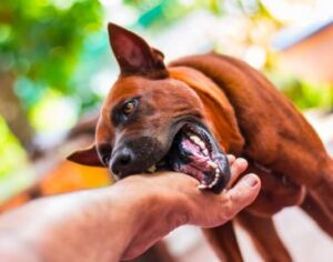 Can You Sue for Emotional Distress After a Dog Bite in Lee County, Mississippi?